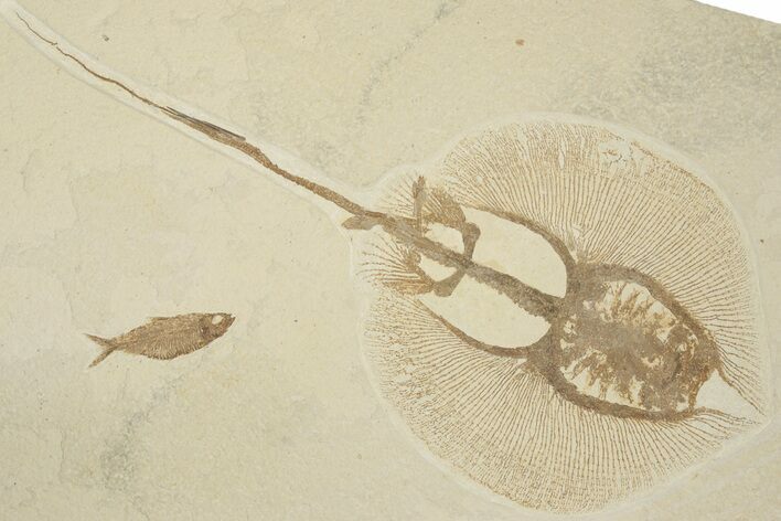 18" Fossil Stingray (Heliobatis) With Knightia - Wyoming